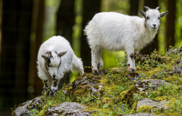 Картинка животные козы малыши