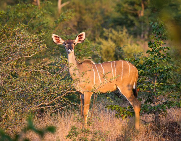 Обои картинки фото животные, антилопы, трава, деревья, антилопа, природа, растения