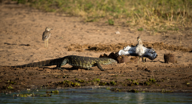 Обои картинки фото животные, разные вместе, варан, птица, берег
