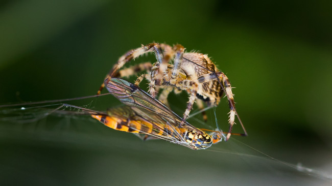 Обои картинки фото животные, пауки, насекомое, макро, паук, паутина, оса