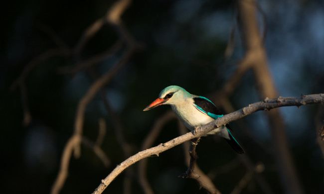 Обои картинки фото животные, птицы, ночь, птица, ветка