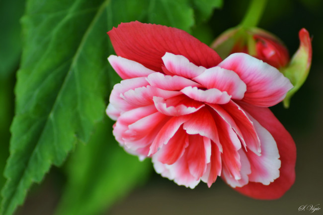 Обои картинки фото цветы, бегония, цветение