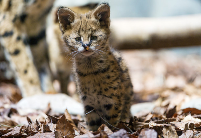 Обои картинки фото животные, сервалы, котенок