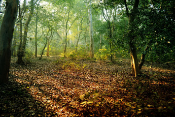 Картинка природа лес