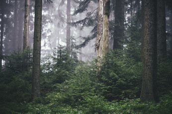 Картинка природа лес