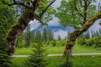 Картинка природа пейзажи деревья