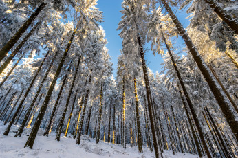 Картинка природа зима снег