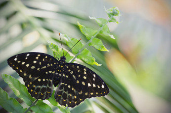 Картинка животные бабочки +мотыльки +моли бабочка