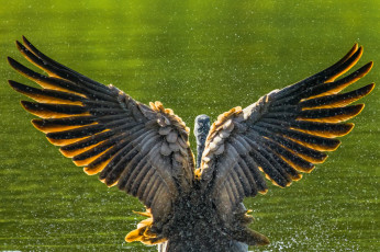 Картинка животные гуси гусь брызги