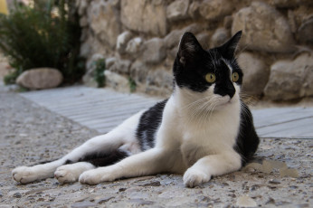 Картинка животные коты кот