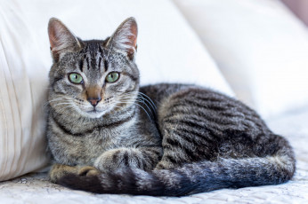 Картинка животные коты кот