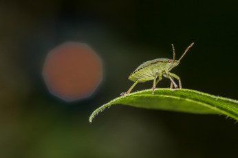 Картинка животные насекомые клоп