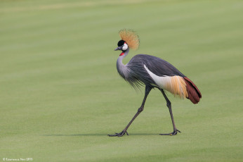 Картинка животные журавли журавль
