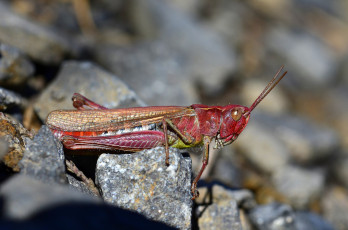 Картинка животные кузнечики +саранча кузнечик