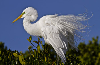 Картинка животные цапли +выпи цапля