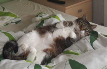 Картинка животные коты кот