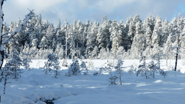 Картинка природа зима снег