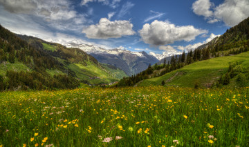 Картинка природа луга простор