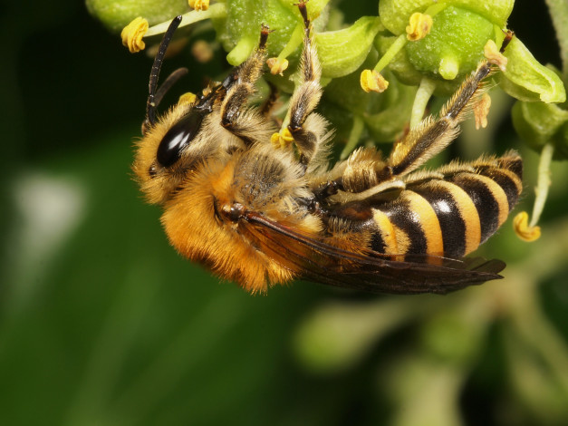 Обои картинки фото животные, пчелы,  осы,  шмели, пчела