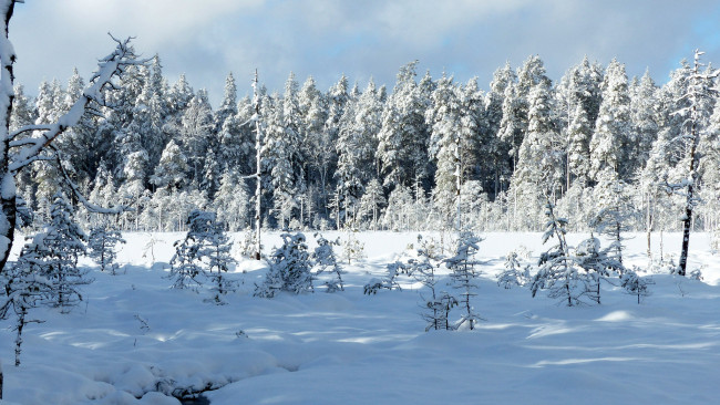 Обои картинки фото природа, зима, снег