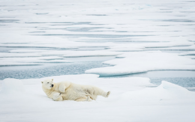 Обои картинки фото животные, медведи, медведь