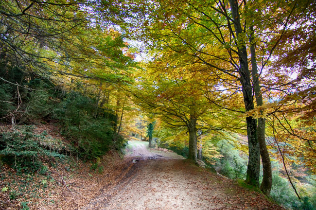 Обои картинки фото природа, дороги, тракт