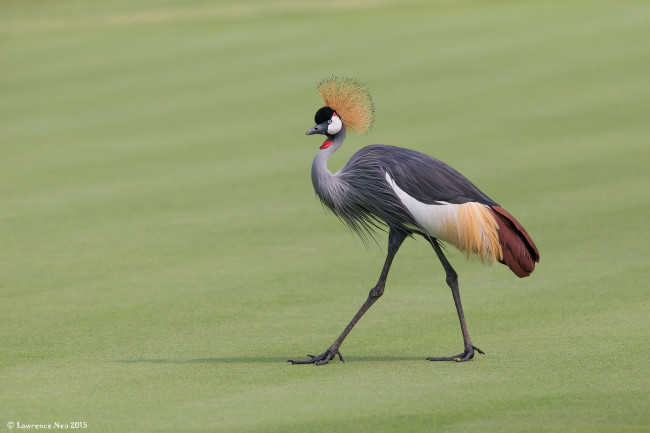 Обои картинки фото животные, журавли, журавль