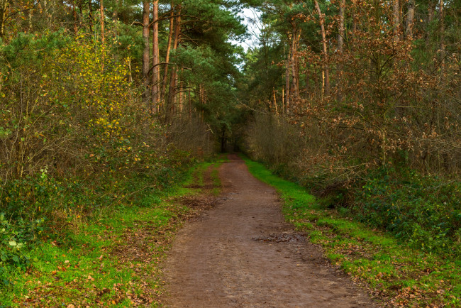 Обои картинки фото природа, дороги, тракт