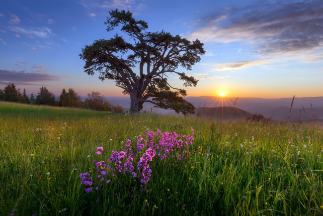 Обои картинки фото природа, восходы, закаты, лето, цветы, поле