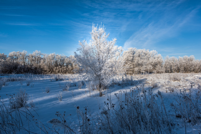 Обои картинки фото природа, зима, снег