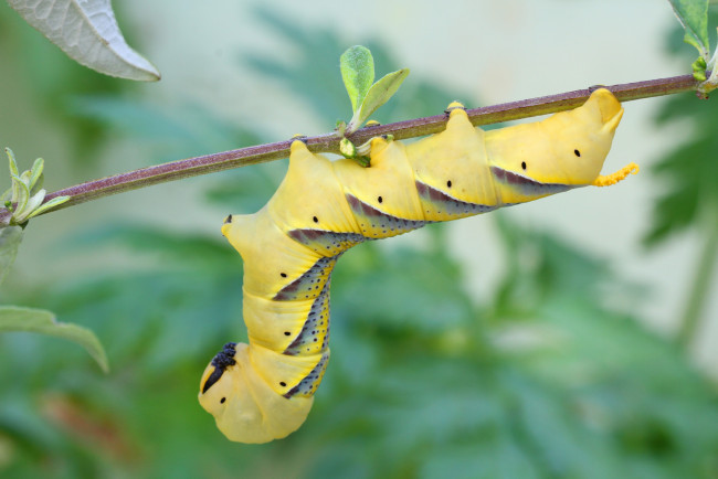 Обои картинки фото животные, гусеницы, гусеница