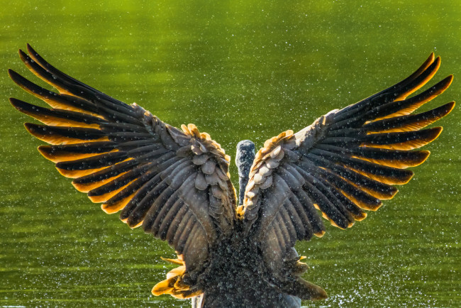 Обои картинки фото животные, гуси, гусь, брызги