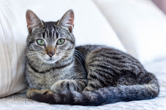 Обои картинки фото животные, коты, кот