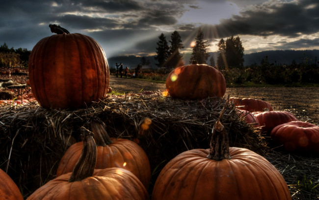 Обои картинки фото еда, тыква, поле, утро, тыквы