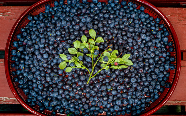 Обои картинки фото еда, голубика,  черника, ягоды, черника, спелая, много