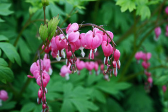 Картинка цветы дицентра+ разбитое+сердце розовая дицентра ветка