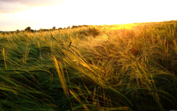 Картинка природа поля пшеница