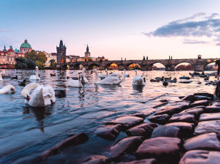 обоя charles bridge in prague, города, прага , чехия, дома, здания, мост, река, лебеди, утки