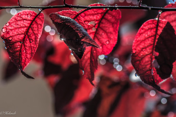 Картинка природа листья красные осень ветка капли