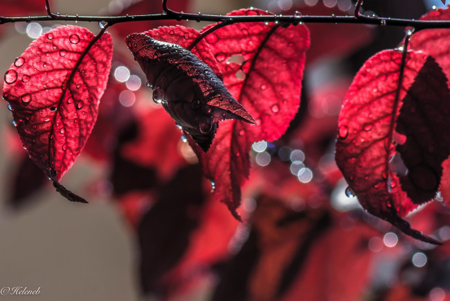 Обои картинки фото природа, листья, красные, осень, ветка, капли