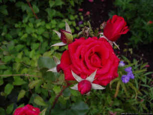 Картинка роза цветы розы