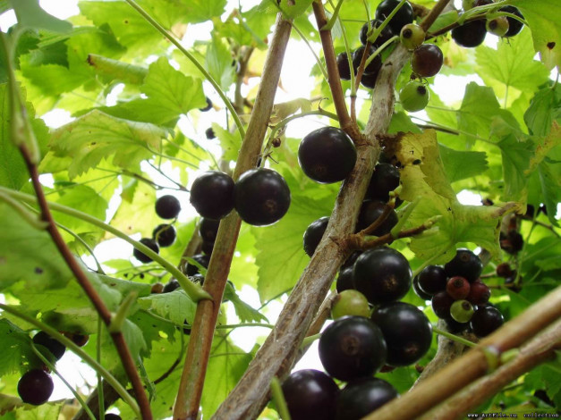 Обои картинки фото 