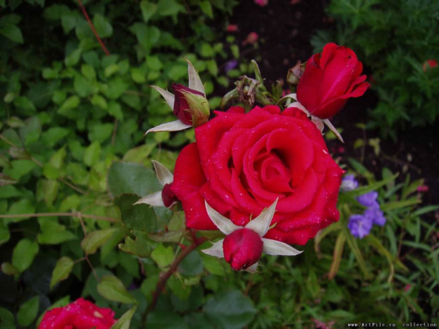 Обои картинки фото роза, цветы, розы