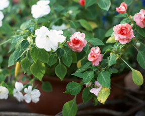 Картинка цветы бальзамины