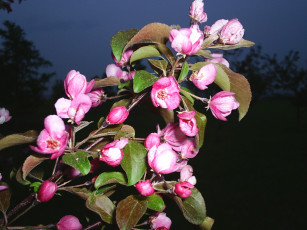 Картинка цветы цветущие деревья кустарники