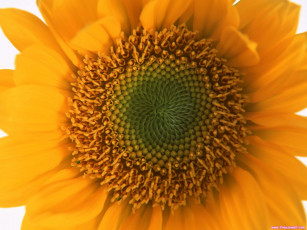 Картинка цветы подсолнухи