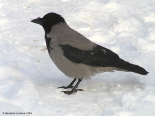 Картинка птица ворона животные вороны грачи галки