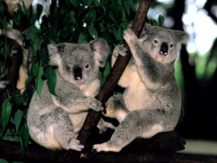 Картинка животные коалы