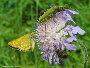 Картинка животные насекомые
