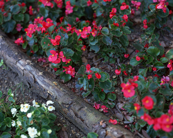 Обои картинки фото цветы, бегония